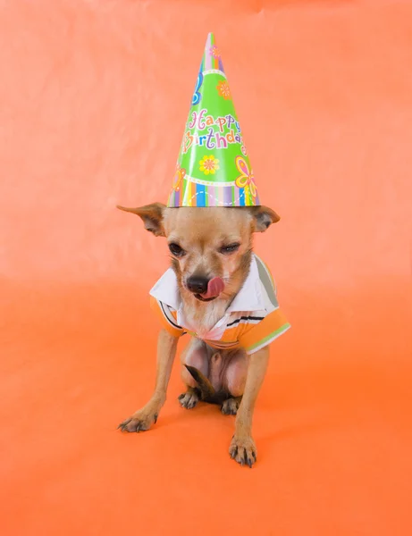 Chihuahua en tenue de fête — Photo