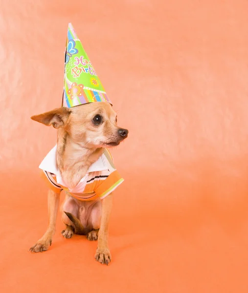 Chihuahua en traje de fiesta — Foto de Stock