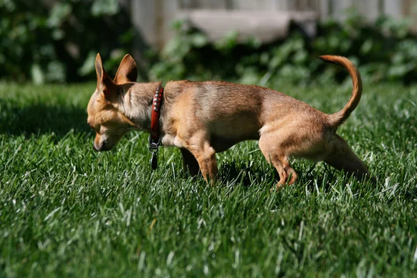 Chihuahua uriniert im Gras — Stockfoto