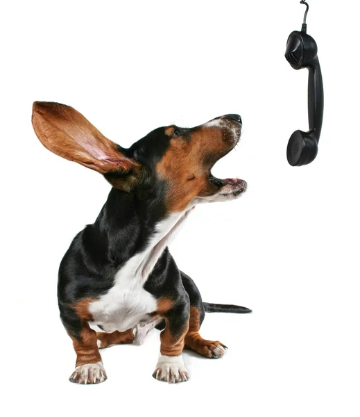 Bassett hound howling on phone — Stock Photo, Image