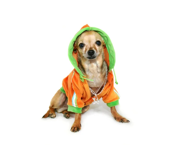 Chihuahua con chaqueta — Foto de Stock