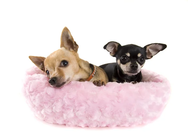 Twee chihuahuas in roze bed — Stockfoto