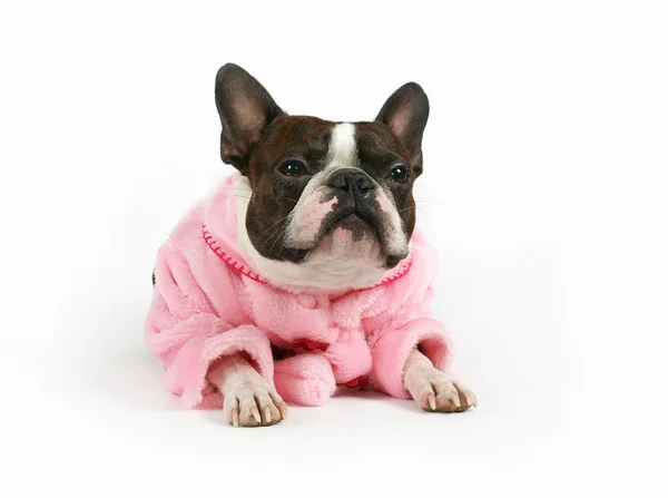 Boston terrier in pink coat — Stock Photo, Image