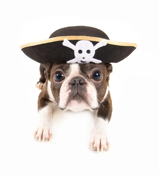 Boston terrier dressed as pirate — Stock Photo, Image