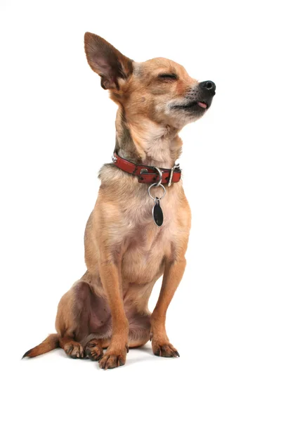 Niedlicher Chihuahua-Welpe — Stockfoto