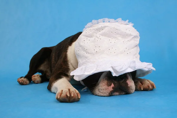 Boston terrier med barn-bonnet — Stockfoto