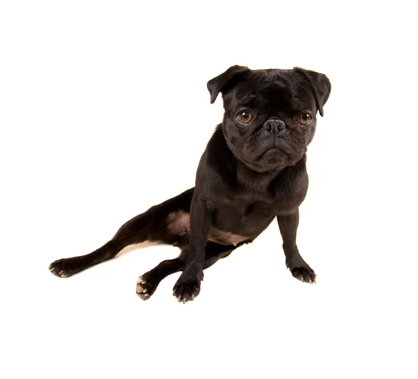 Mops — Stockfoto