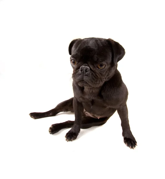 Cão pug — Fotografia de Stock