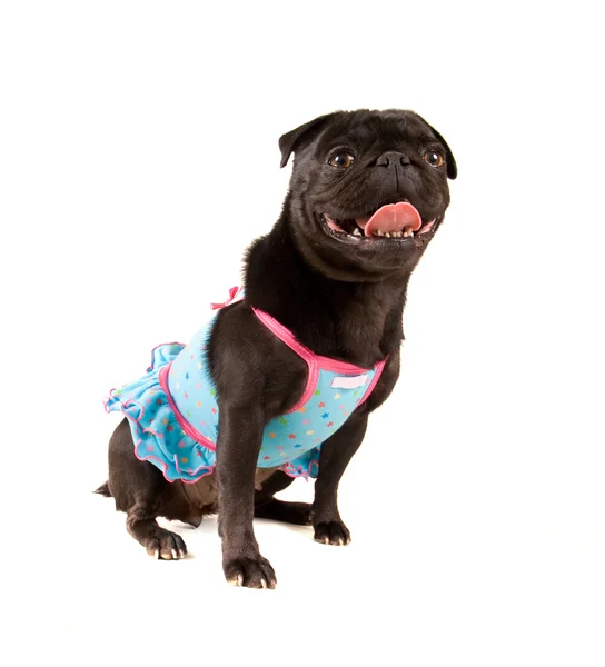 Pug dog in dress — Stock Photo, Image