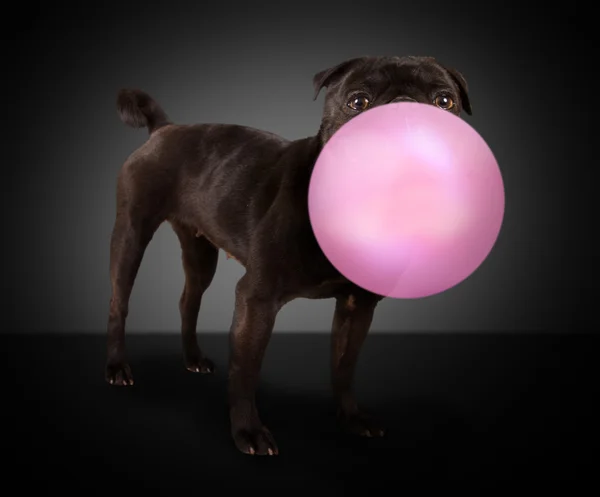 Pies mops dmuchanie bańki różowy — Zdjęcie stockowe