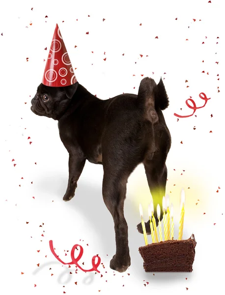 Boston terrier con cappello di compleanno — Foto Stock
