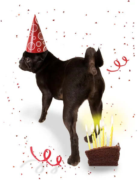 Boston terrier com chapéu de aniversário — Fotografia de Stock