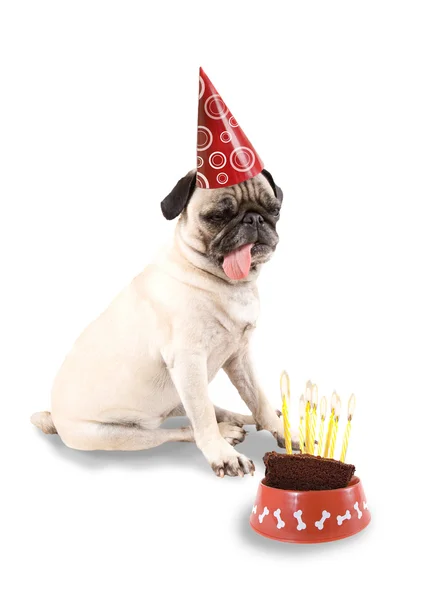 Basset hound en sombrero de cumpleaños —  Fotos de Stock