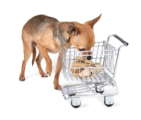 Chihuahua met winkelwagen — Stockfoto