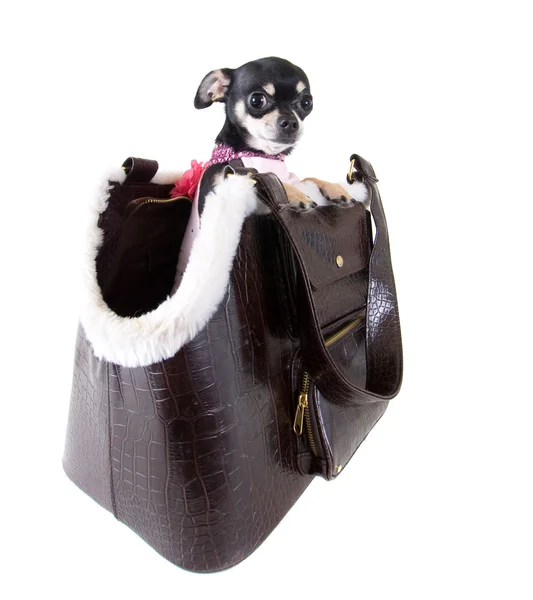 Chihuahua in borsa per cani — Foto Stock