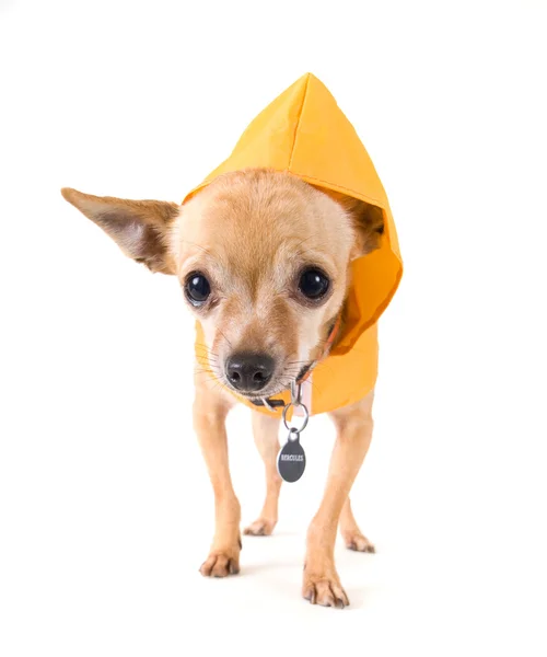 Chihuahua vestido com capa de chuva — Fotografia de Stock