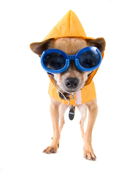 Chihuahua avec imperméable et lunettes — Photo