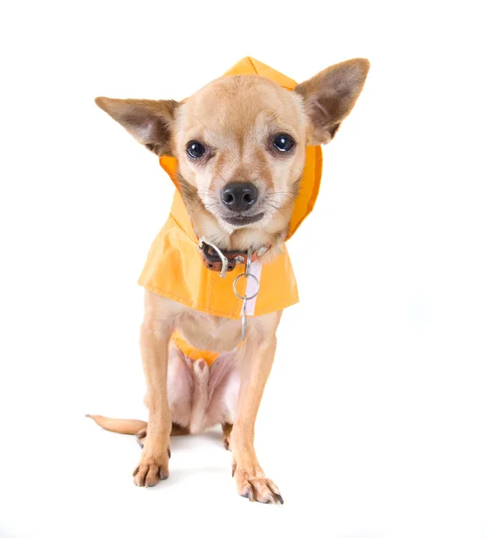 Chihuahua vestido com capa de chuva — Fotografia de Stock