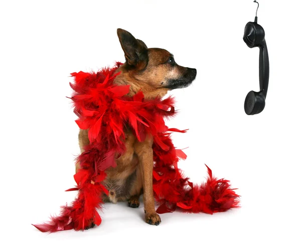 Chihuahua in red boa — Stock Photo, Image