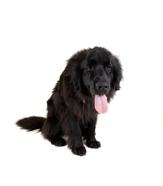 Stora newfoundland hund — Stockfoto