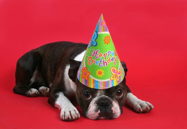 Boston terrier con sombrero de cumpleaños —  Fotos de Stock