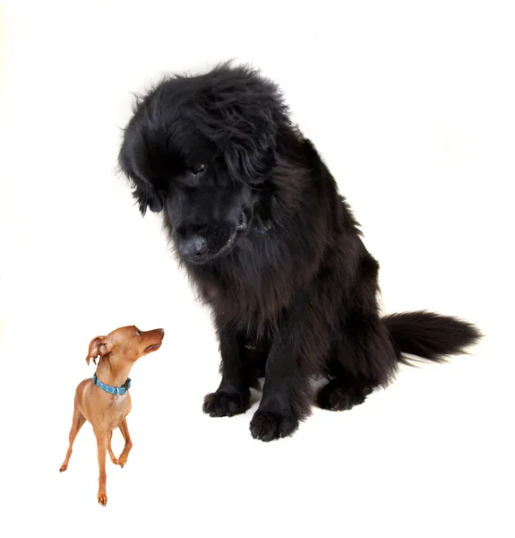 Big and little dogs as friends — Stock Photo, Image