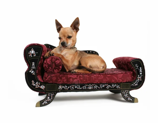 Chihuahua resting on little sofa — Stock Photo, Image