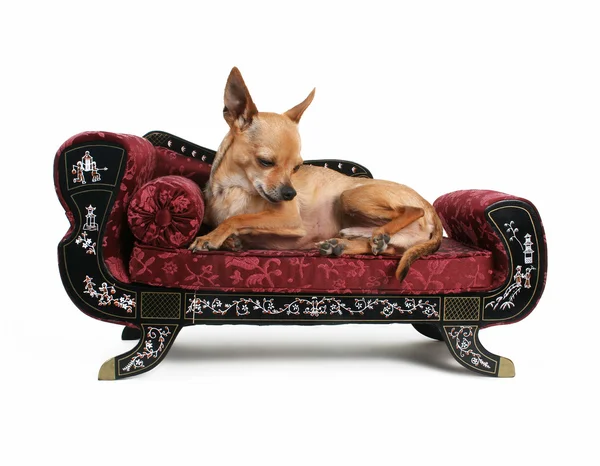 Chihuahua ruht auf kleinem Sofa — Stockfoto