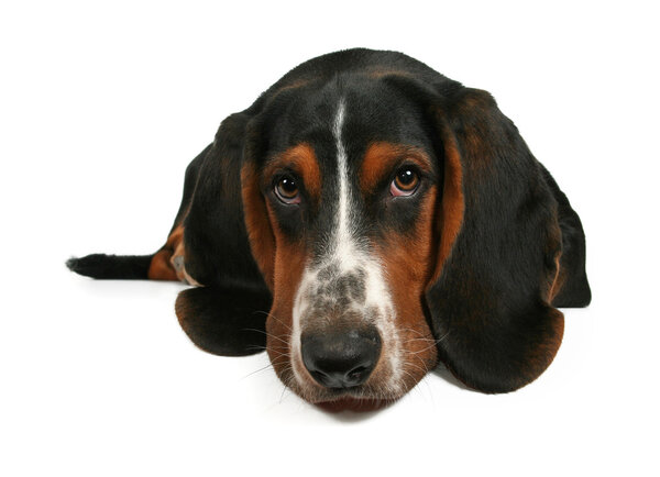 Basset hound lying down