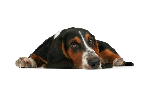 Basset hound lying down — Stock Photo, Image