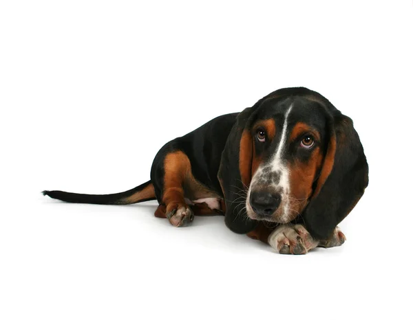 Basset hound lying down — Stock Photo, Image