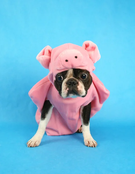Бостон-тер'єр в костюмі свиня — Zdjęcie stockowe