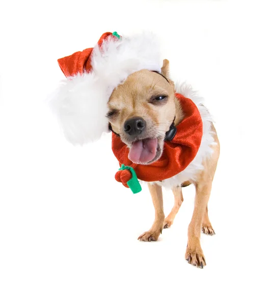 Chihuahua vestido de Papai NoelNoel Baba gibi giyinmiş chihuahua — Stok fotoğraf