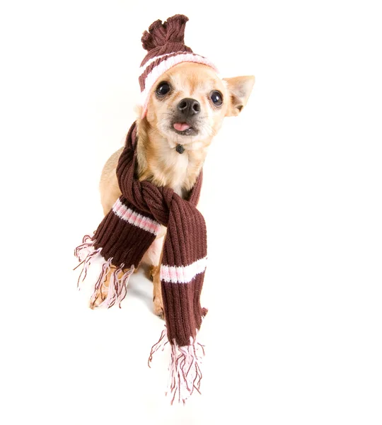 Carino chihuahua in sciarpa e cappello — Foto Stock