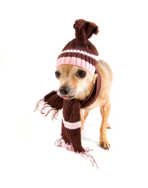 Chihuahua z kapelusz i szalik — Zdjęcie stockowe