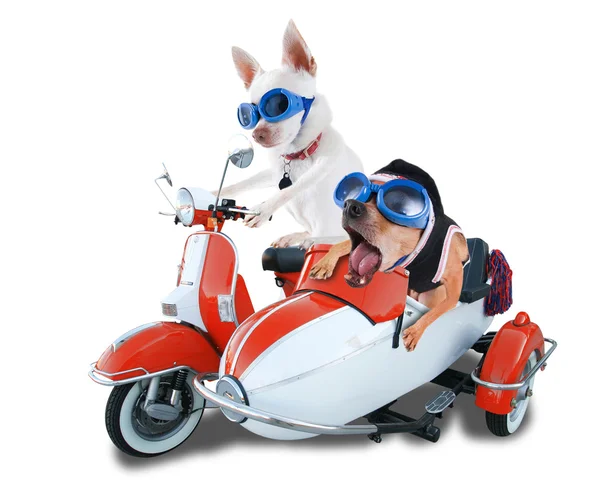 Due chihuahua in scooter — Foto Stock