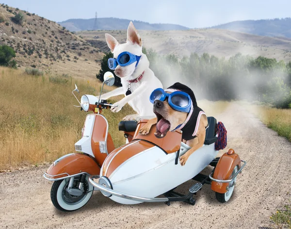 Dos chihuahuas en scooter — Foto de Stock
