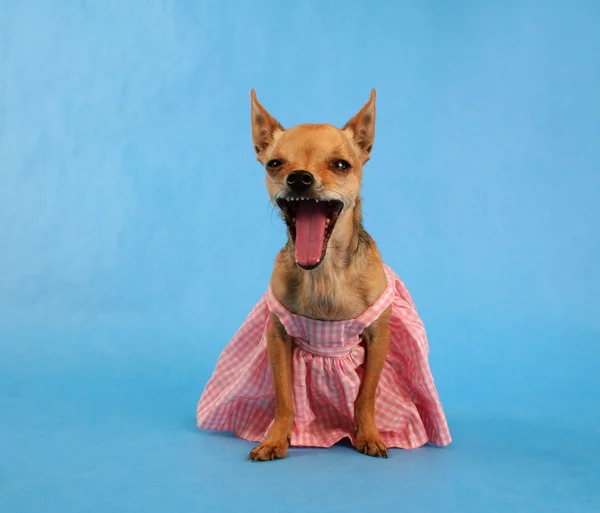 Chihuahua dressed up in dress — Stock Photo, Image