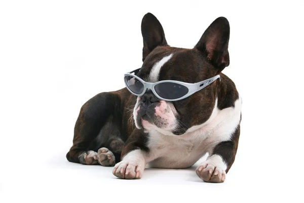 Boston terrier con gafas de sol — Foto de Stock