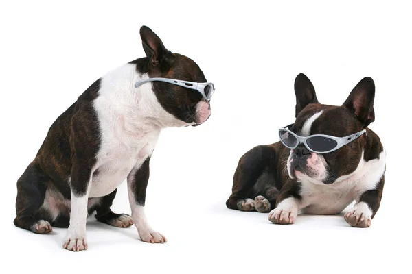 Boston terriers with sunglass — 图库照片