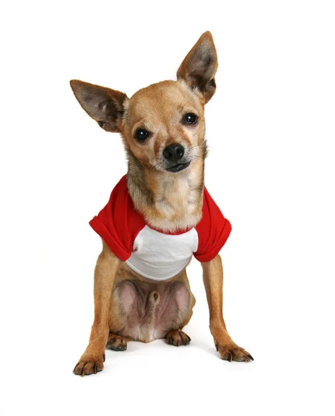 Chihuahua vestida con camisa pequeña — Foto de Stock