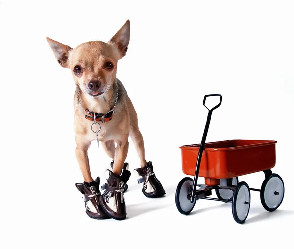 Chihuahua en chaussures et chariot — Photo