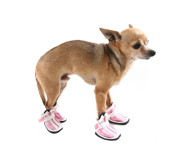 Dog dressed up in shoes — Stock Photo, Image