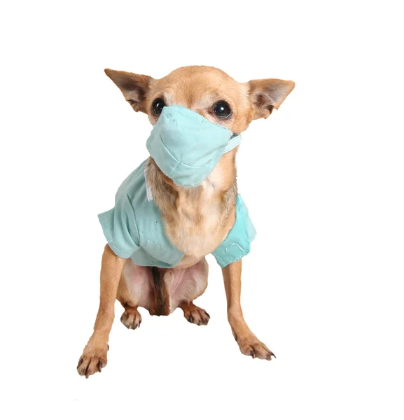 Cão vestido de esfoliação médica — Fotografia de Stock