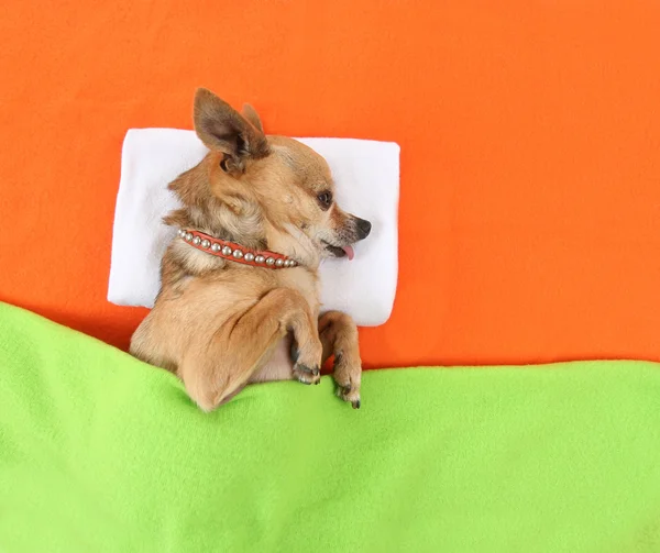 Chihuahua χαριτωμένο λαμβάνοντας nap — Φωτογραφία Αρχείου