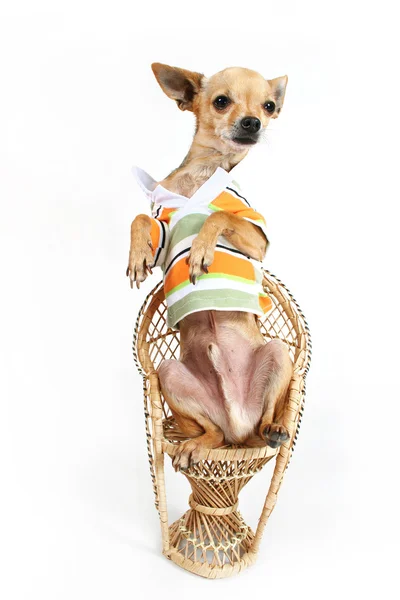 Chihuahua assis dans une chaise en osier — Photo