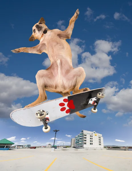 Chihuahua no skate legal — Fotografia de Stock