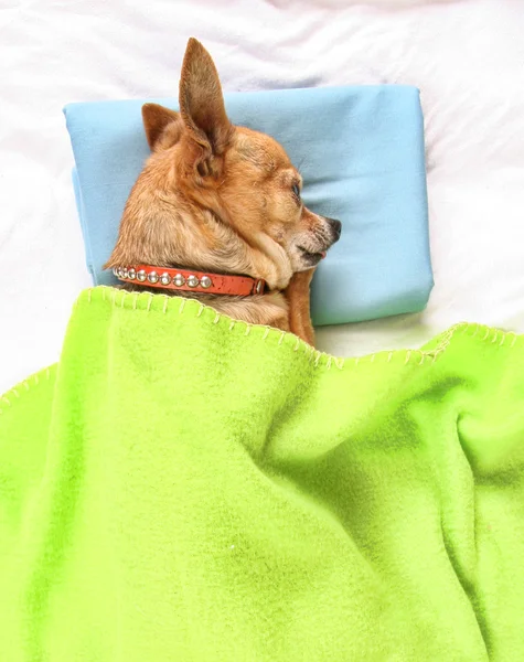 Chihuahua bonito tirando sesta — Fotografia de Stock
