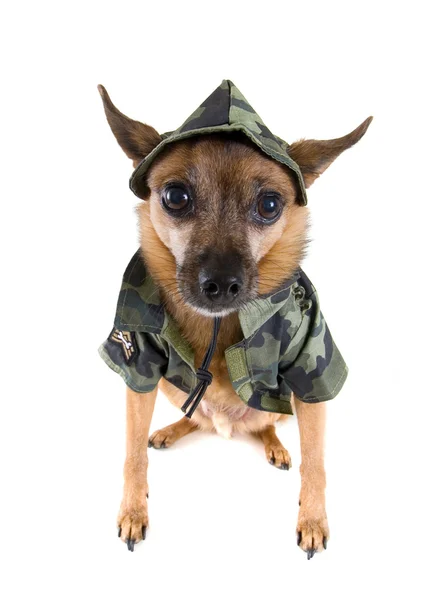 Chihuahua ve vojenské oblečení — Stock fotografie