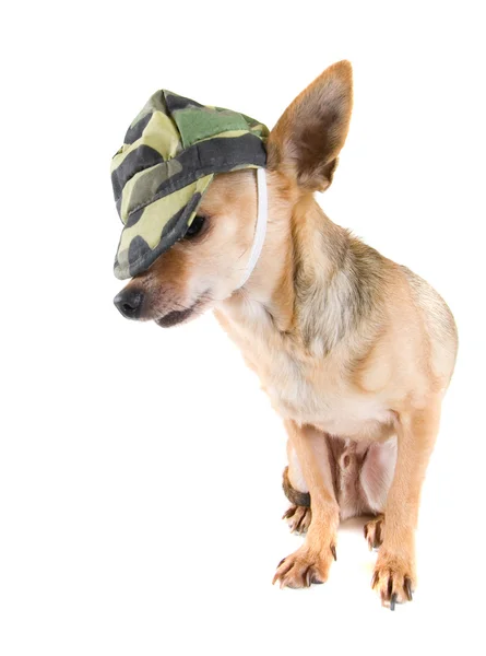 Chihuahua in military clothes — Stock Photo, Image